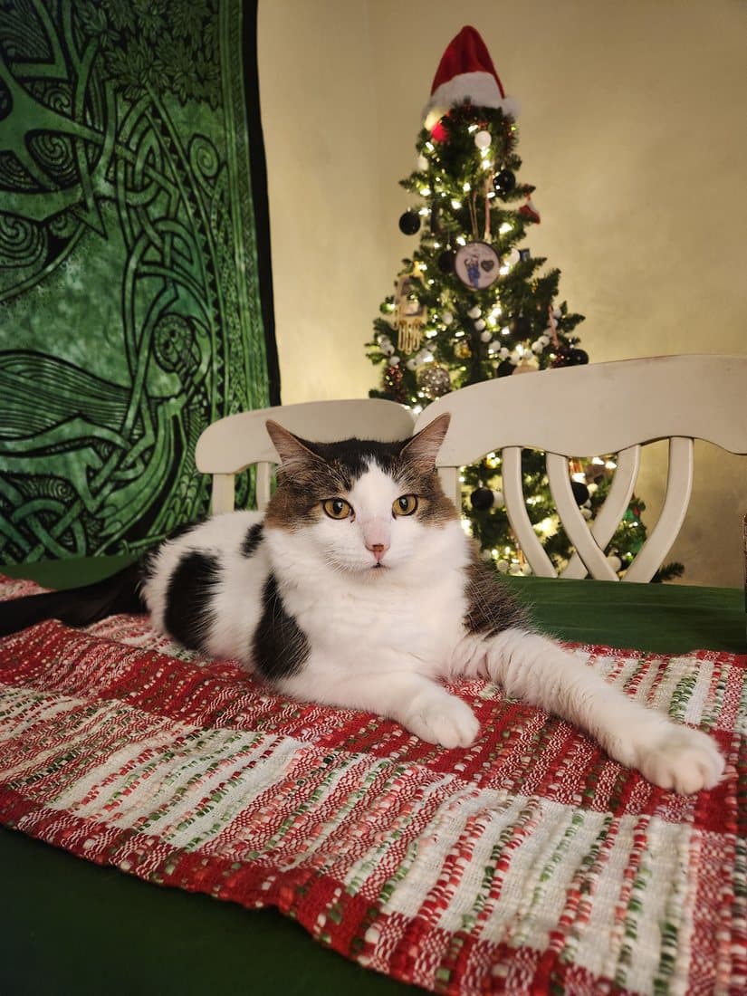 Kronk the cat lounging on a festive table runner in front of the Christmas tree